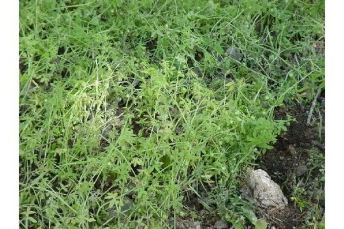 Presera (Galium mexicanum)