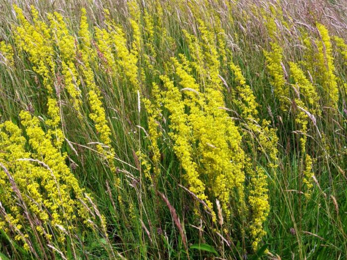 Presera o cuajaleche (Galium verum)