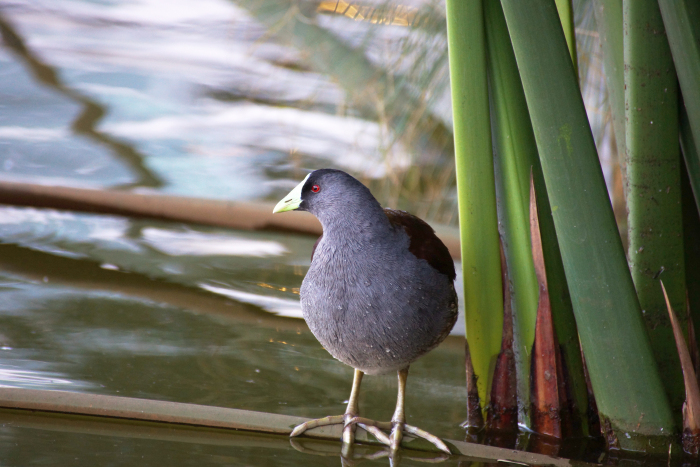 Tagita (Gallinula melanops)