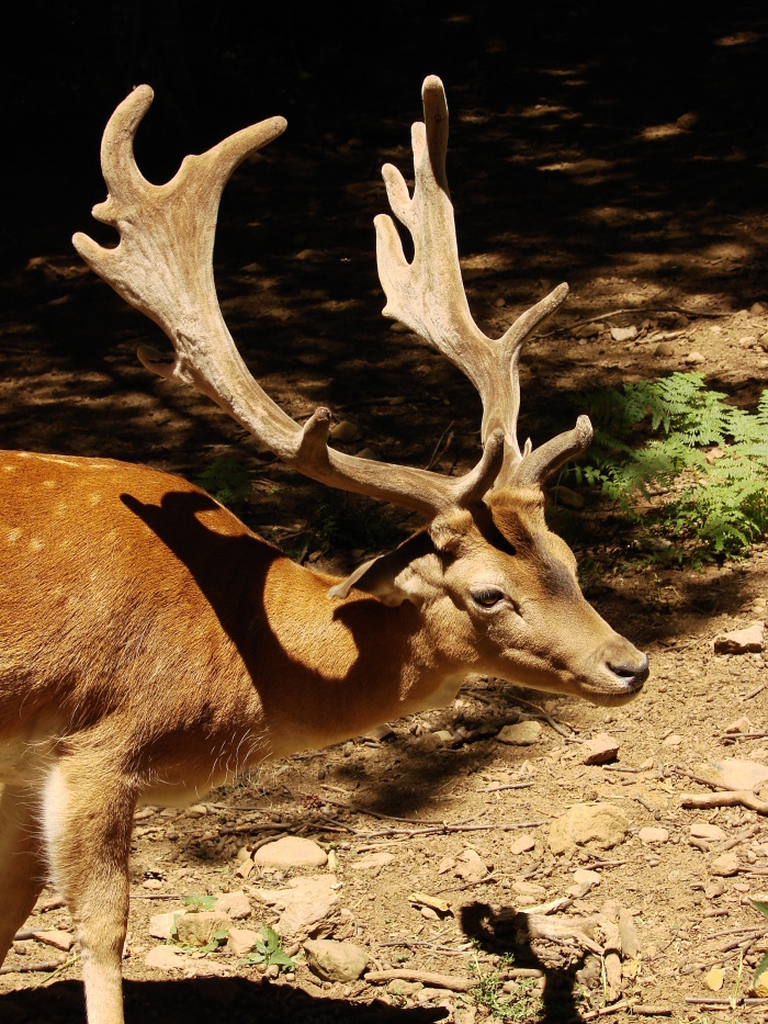 Gamitar es dar gamitidos el gamo