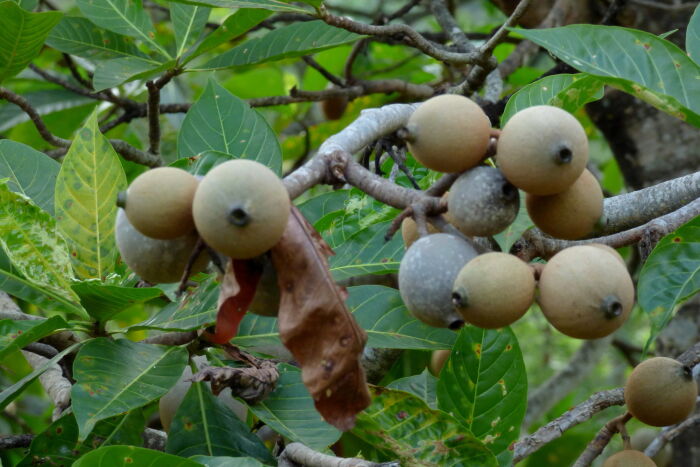 Huito  (Genipa americana)