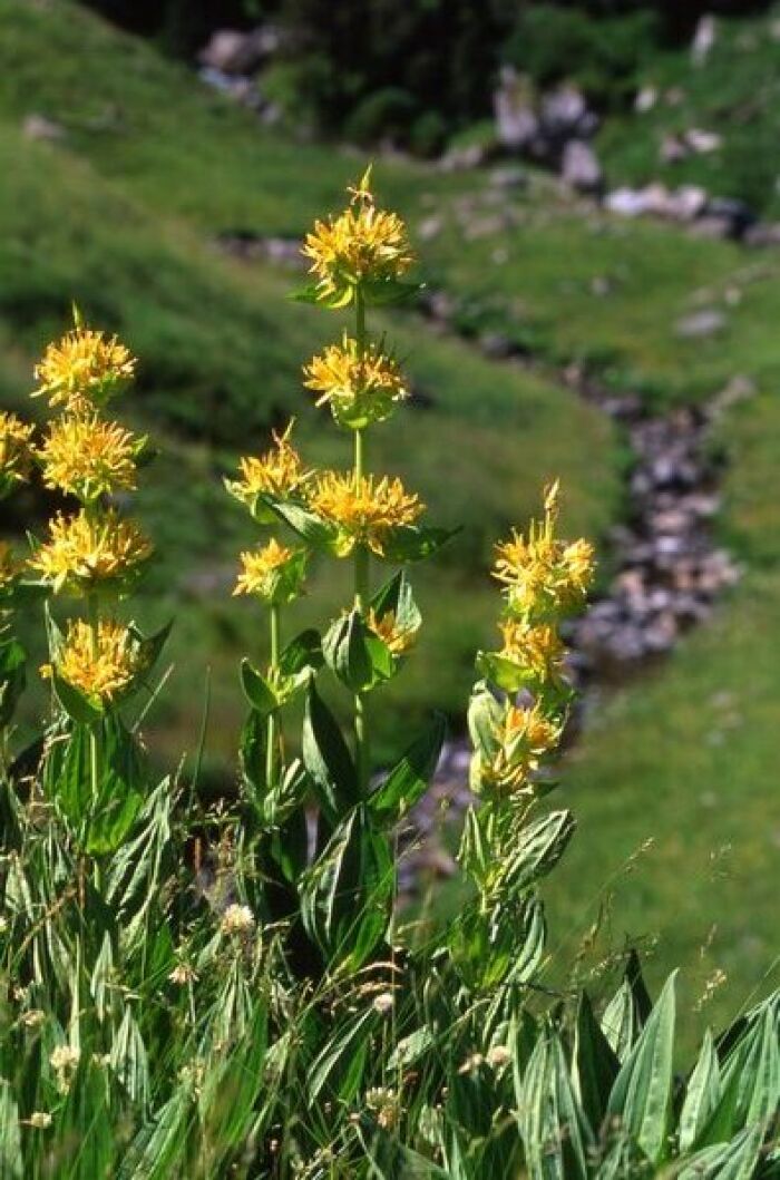 La cosena se obtiene de la Gentiana lutea