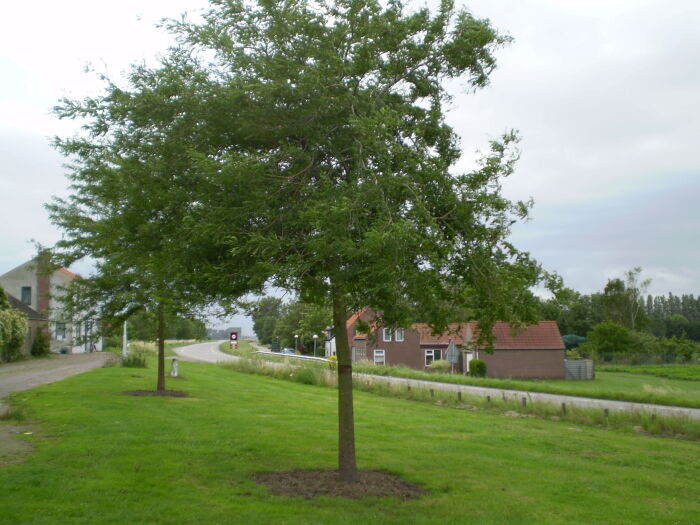 Curbaril (Gleditsia tricanthos)