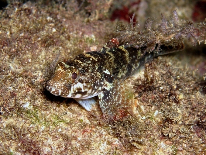 Caboso (Gobius paganellus)