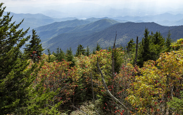 Flora y fauna de Carolina del Norte: parque nacional Great Smoky