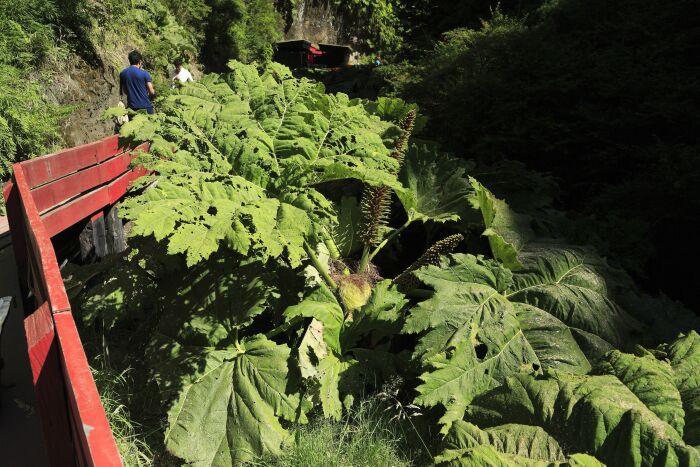 Tralhun (Gunnera tinctoria)