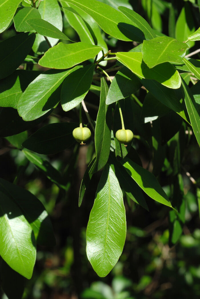 Aite (Gymnanthes lucida)