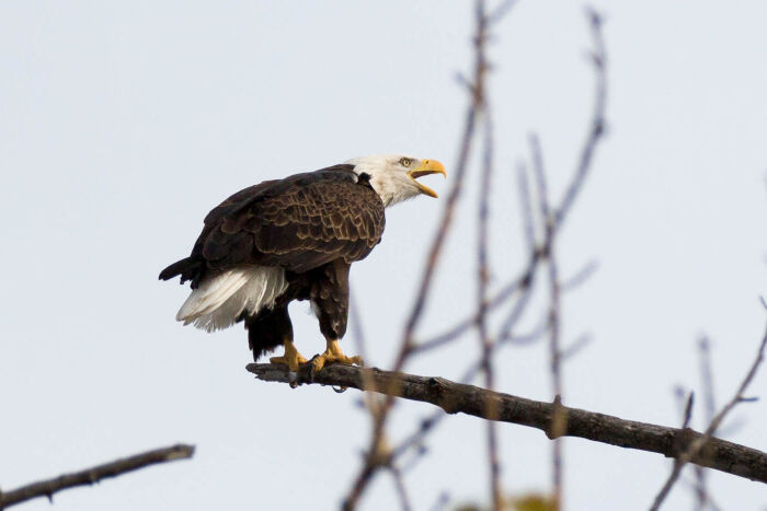 Haliaetus leucocephalus