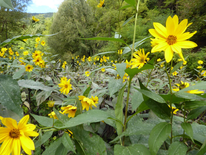 Alcachofa (Helianthus tuberosus)