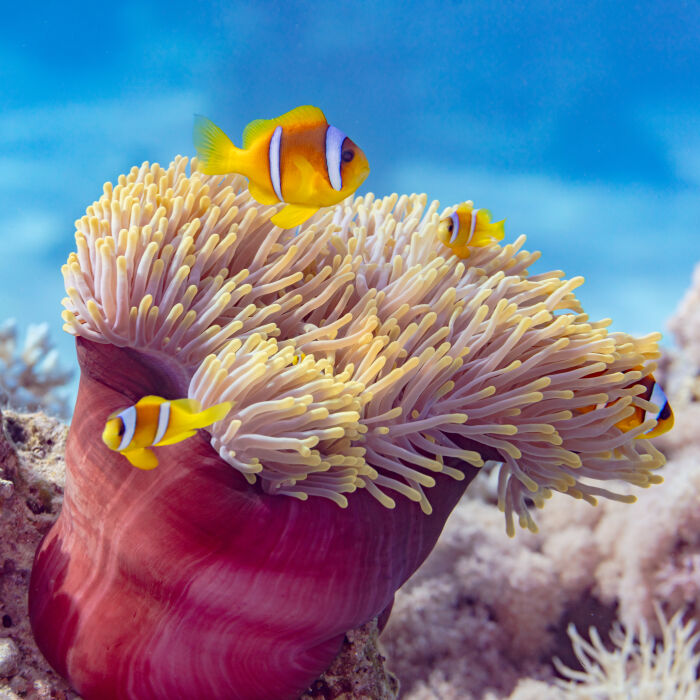 Ejemplo de una anmona de mar (Heteractis magnifica) y peces payaso (Amphiprion_bicinctus) protegindose en ellas