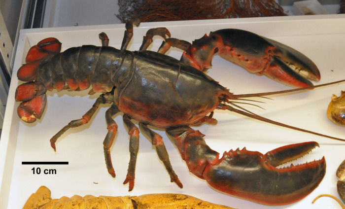 Bogavante (Homarus americanus)