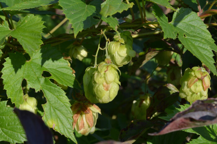 Hombrecillo (Humulus lupulus)