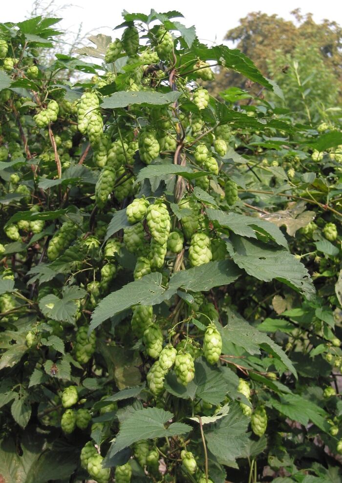 Humulus lupulus es una cannabcea