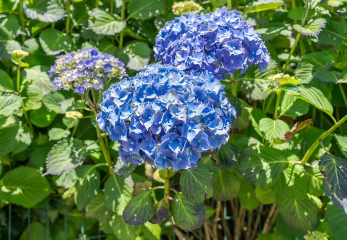 Hortensia (Hydrangea macrophylla)