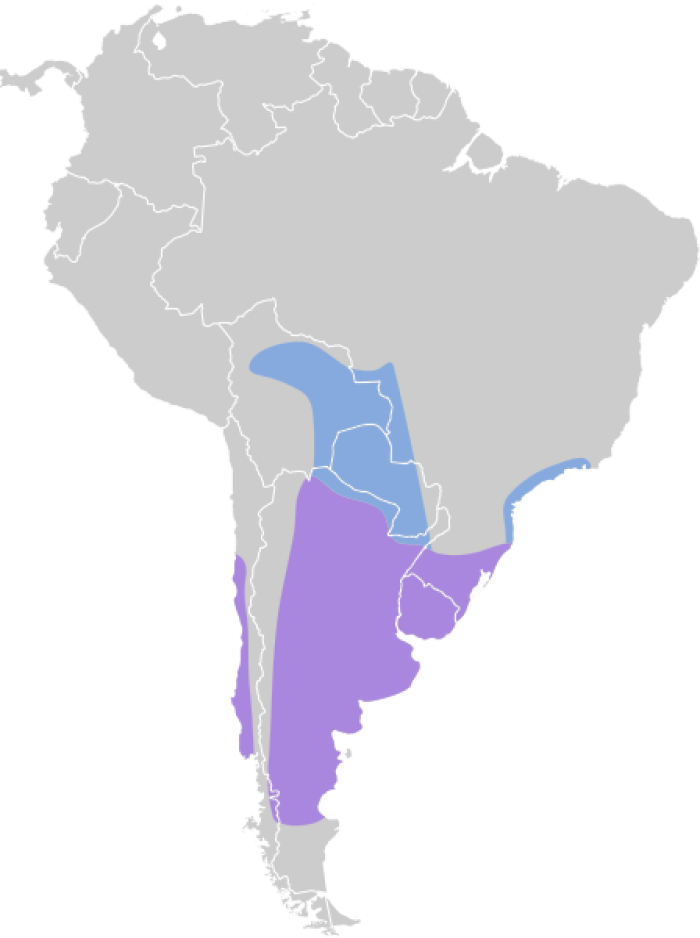 Distribucin del Pico de plata (Hymenops perspicillatus)