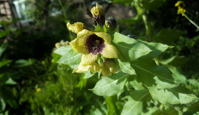 Falaguera (Hyoscyamus niger)