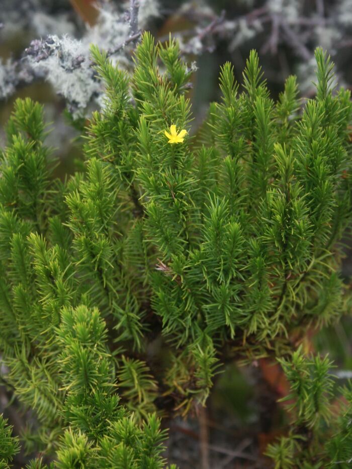 Chite (Hypericum juniperinum)