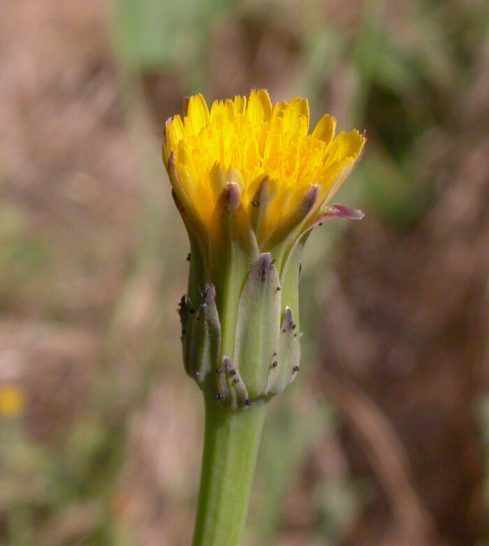 Aite (Hypochoeris glabra)