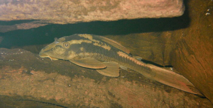 Chupapiedras (Hypostomus basilisko)