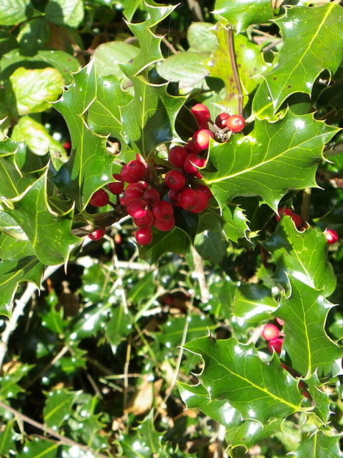 Acebo  (Ilex aquifolium)