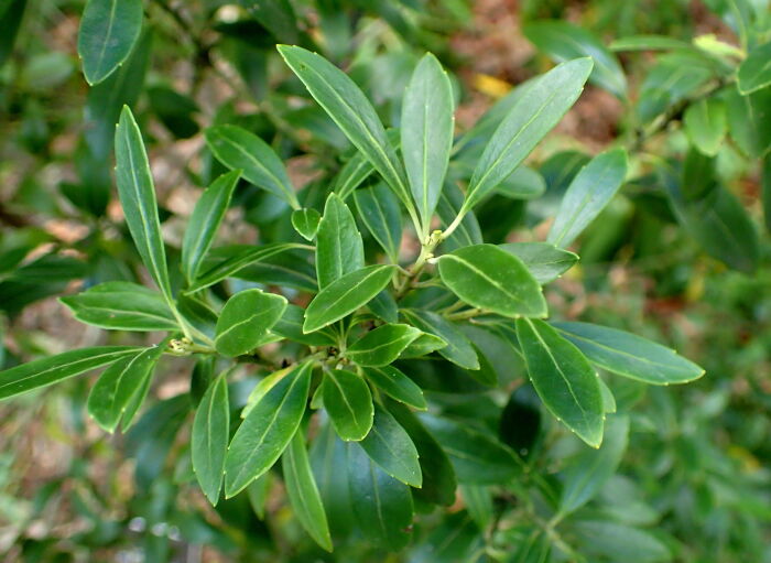 Acebo  (Ilex glabra)