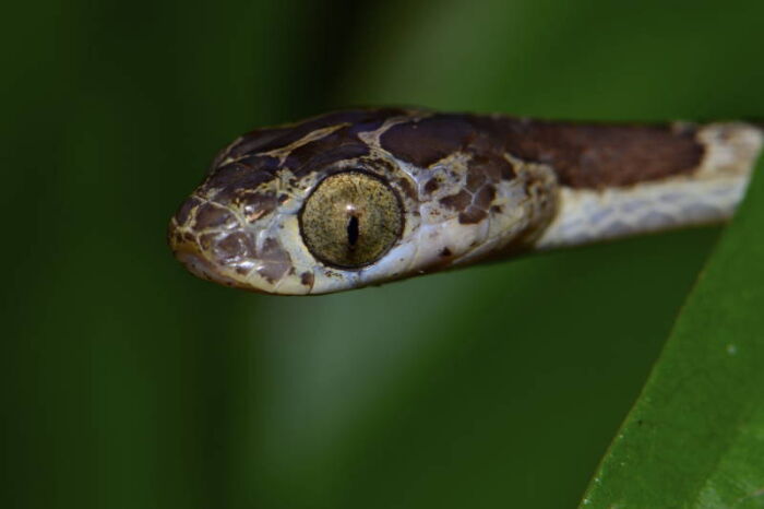 Cenco (Imantodes cenchoa)