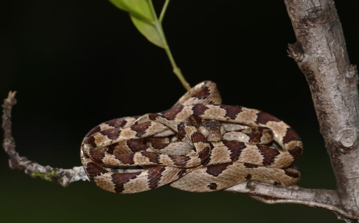 Cenco (Imantodes cenchoa)