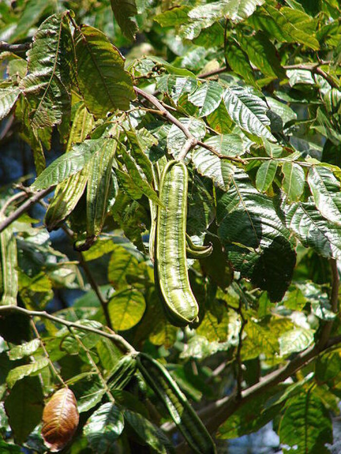 Pacay (Inga feuilleei)