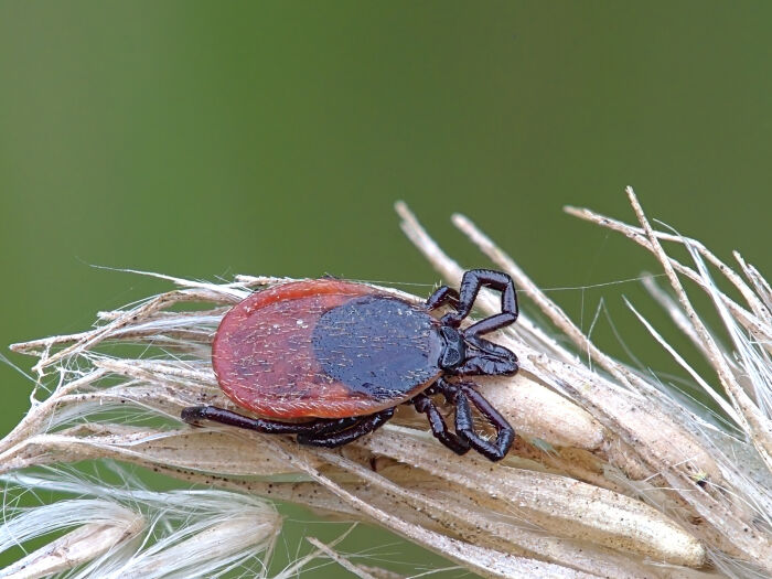 Garrapatas del gnero Ixodes que puede producir babesiosis