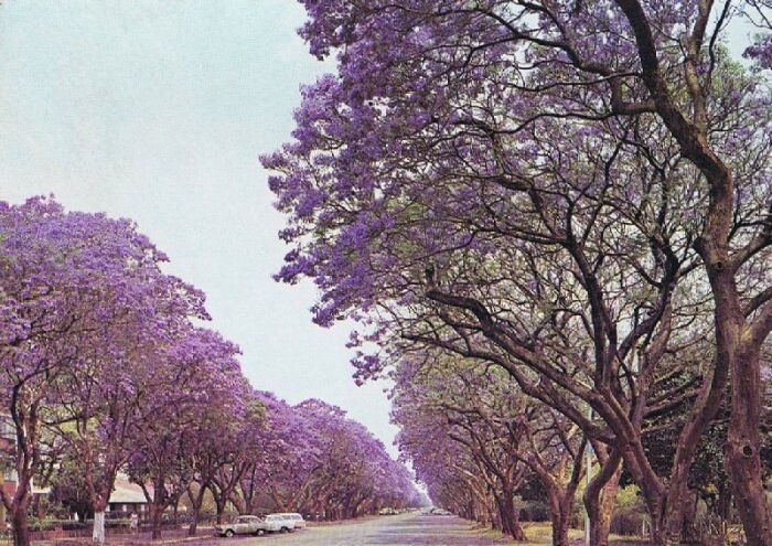 Abey o Jacarand