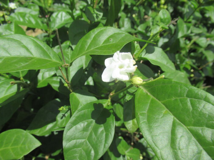 Gemela (Jasminum sambac)