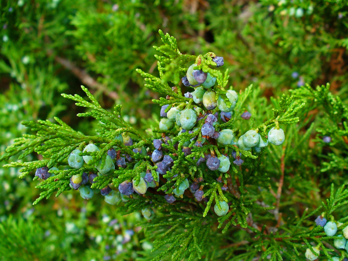 Juniperus sabina