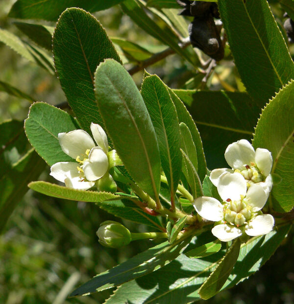 Guayo: Kageneckia oblonga