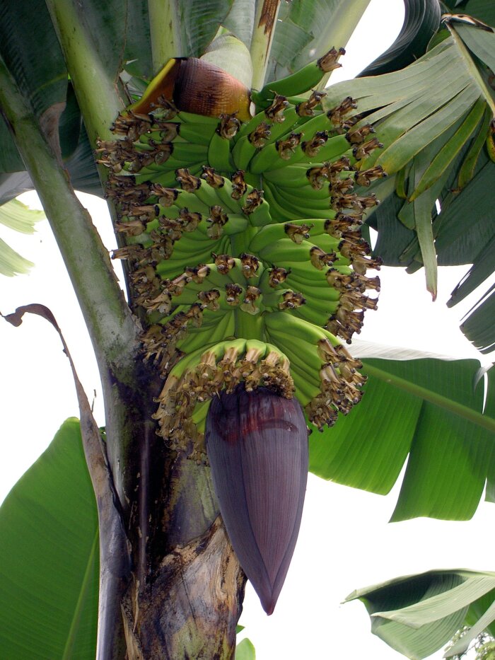 Se cosechan grandes cantidad de bananas en Kenia