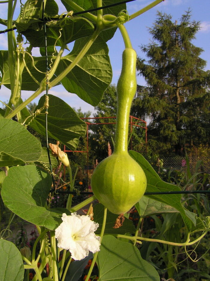 Cuyabro (Lagenaria siceraria)