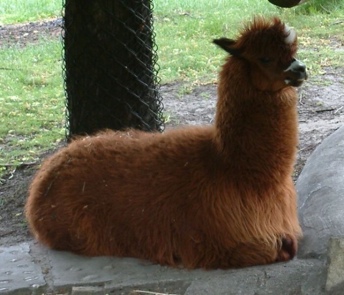 Alpaca (Lama pacos)