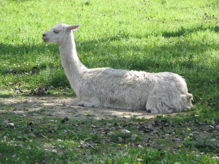 Alpaca (Lama pacos)