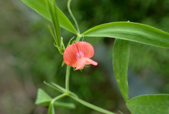 Ccera (Lathyrus cicera)