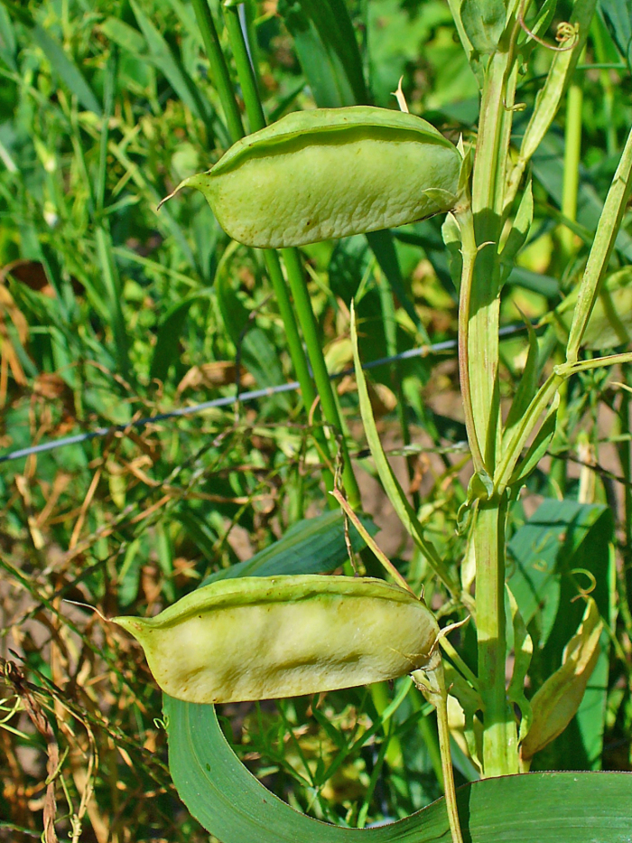 Arvejn (Lathyrus sativus)