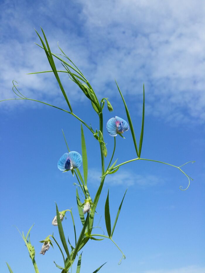 Arvejn (Lathyrus sativus)