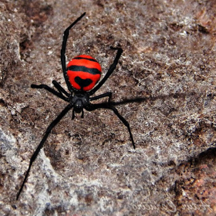 Casampulga (Latrodectus curassaviensis)