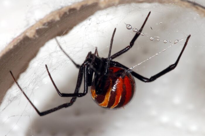 Poto colorado (Latrodectus mactans)