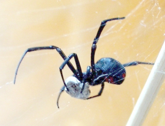 Chiltuca (Latrodectus mactans)