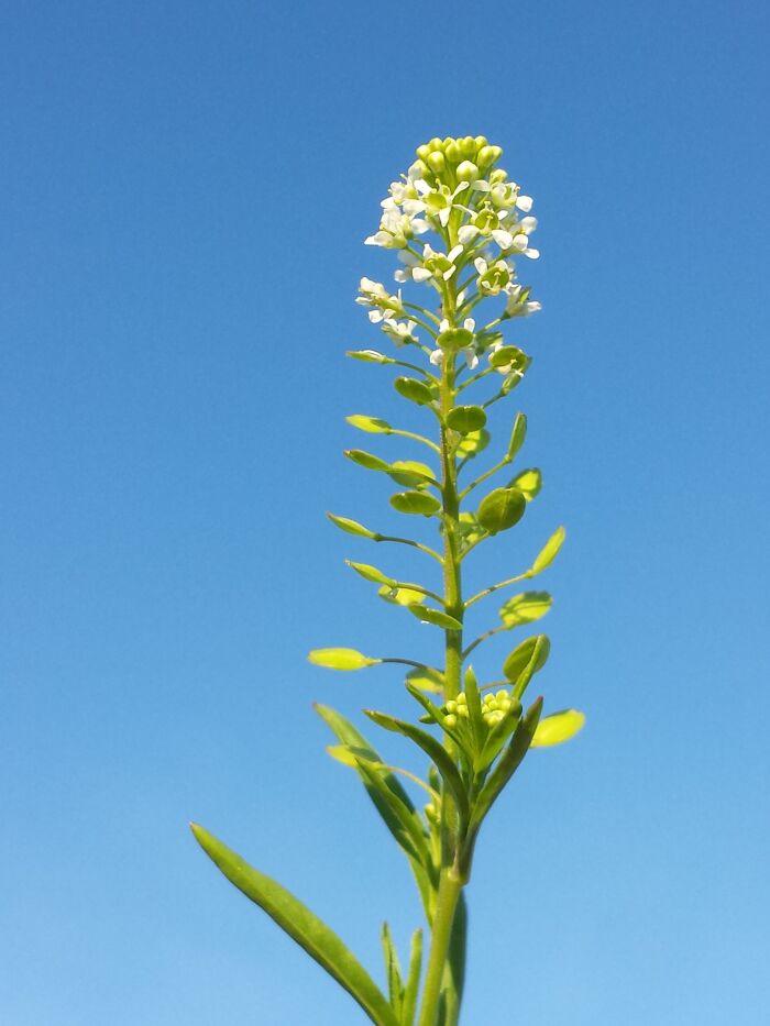 Pollito (Lepidium virginicum)