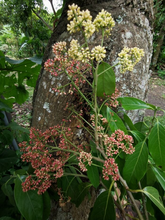 Lebisa (Licaria triandra)