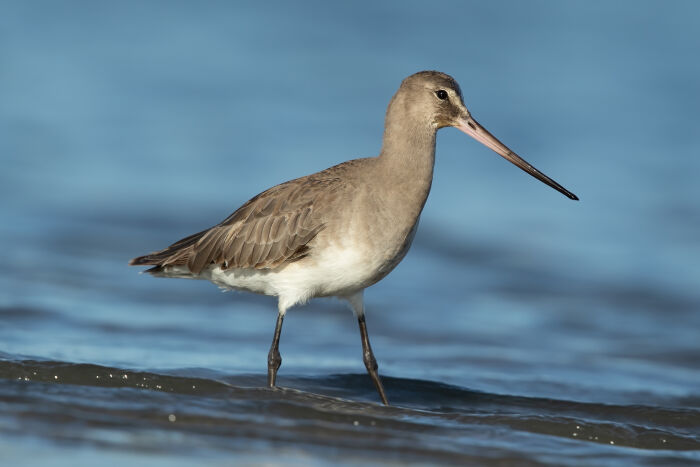 Agujeta (Limosa haemastica)