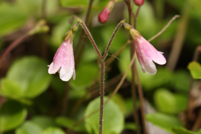 Gemela (Linnaea borealis)