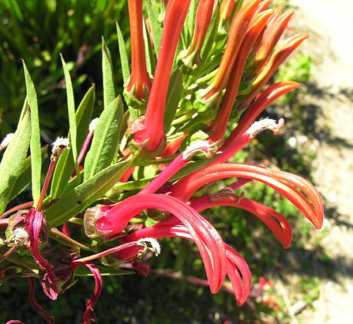 Trupa (Lobelia bridgesii)