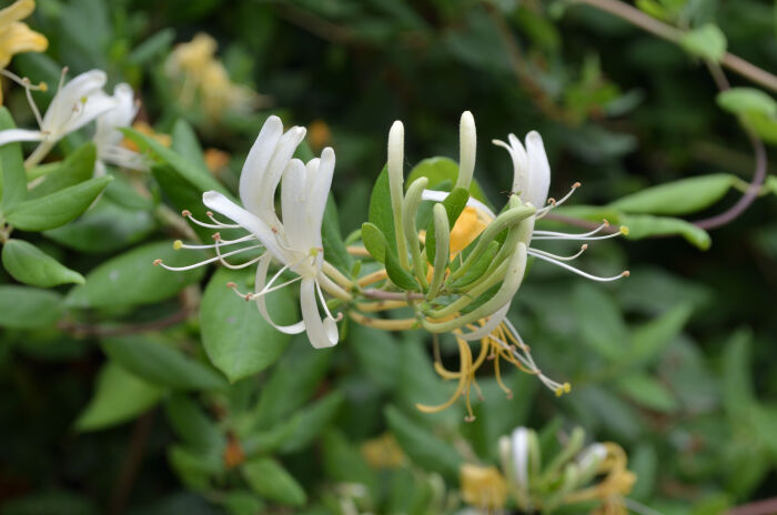 La especie tipo es: Lonicera caprifolium