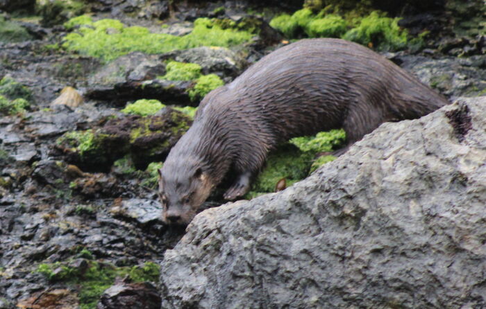 Huilln (Lontra provocax)